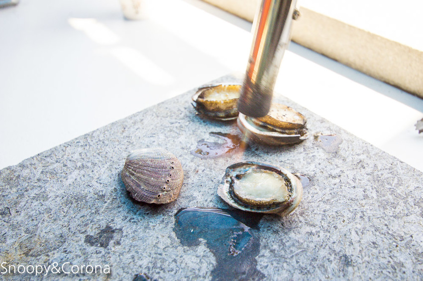 【新北市景點】貢寮景點|九孔養殖體驗|嘉邑海鮮小館~餵食九孔體驗、品嚐炙燒九孔,澳底大啖現流海鮮