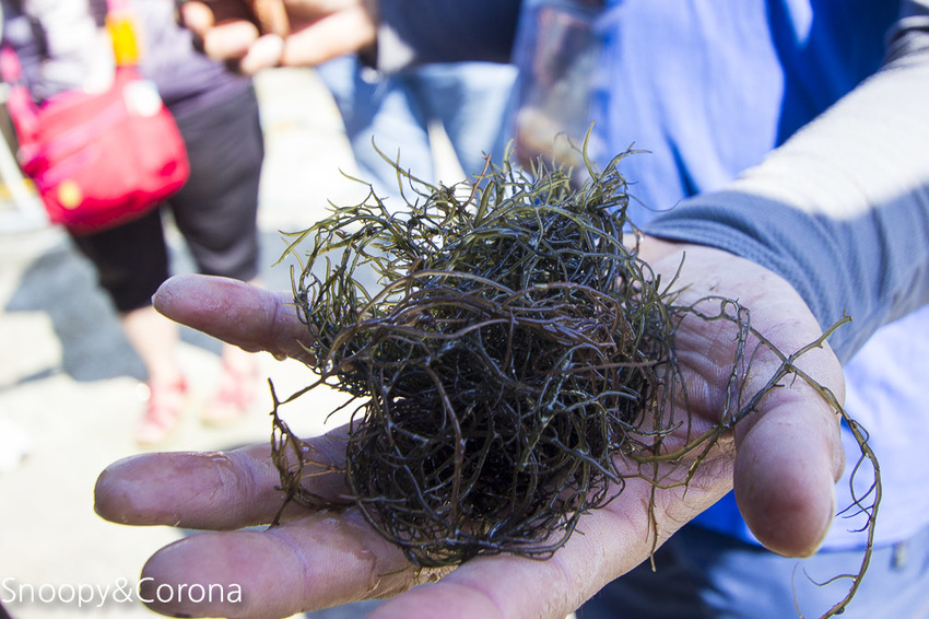 【新北市景點】貢寮景點|九孔養殖體驗|嘉邑海鮮小館~餵食九孔體驗、品嚐炙燒九孔,澳底大啖現流海鮮