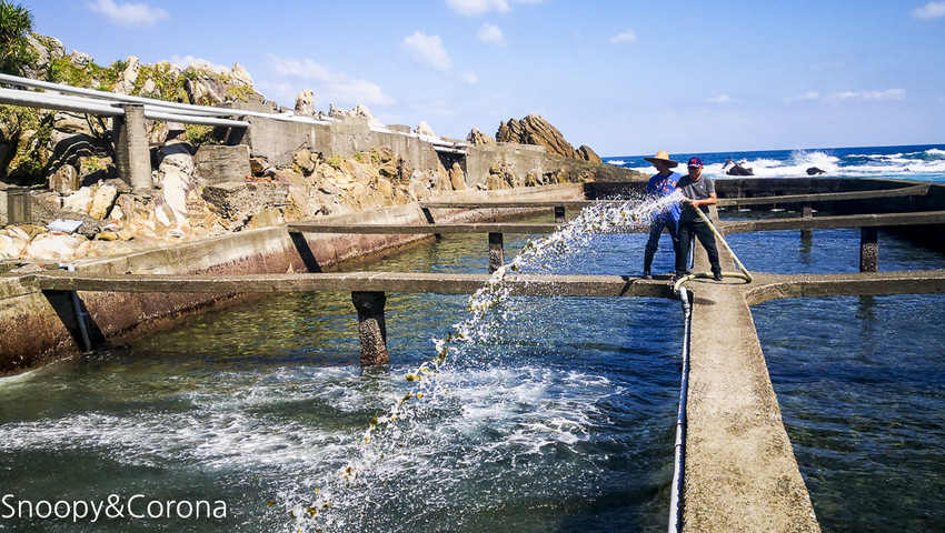 【新北市景點】貢寮景點|九孔養殖體驗|嘉邑海鮮小館~餵食九孔體驗、品嚐炙燒九孔,澳底大啖現流海鮮