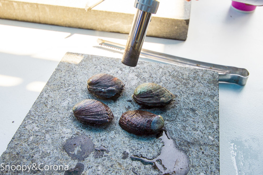 【新北市景點】貢寮景點|九孔養殖體驗|嘉邑海鮮小館~餵食九孔體驗、品嚐炙燒九孔,澳底大啖現流海鮮