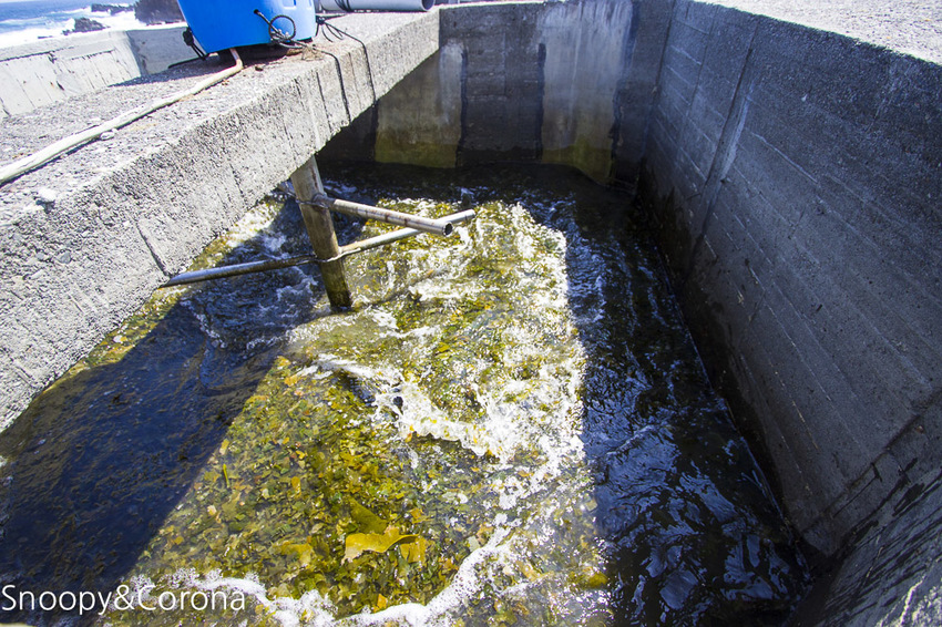 【新北市景點】貢寮景點|九孔養殖體驗|嘉邑海鮮小館~餵食九孔體驗、品嚐炙燒九孔,澳底大啖現流海鮮