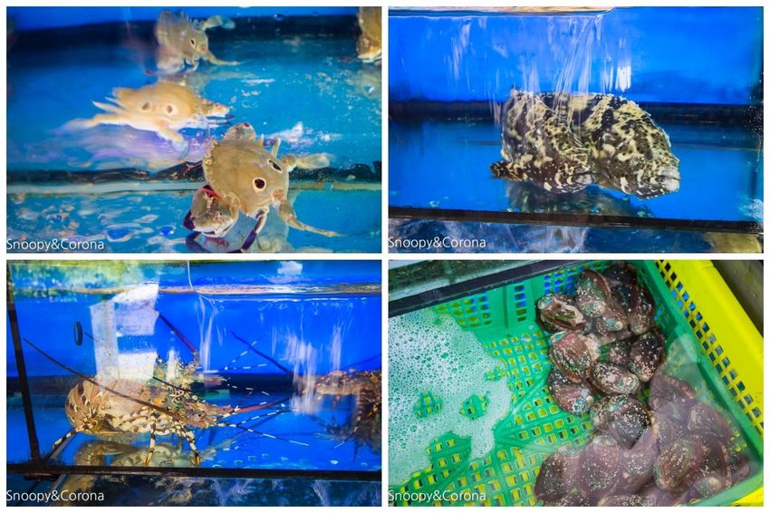 【新北市景點】貢寮景點|九孔養殖體驗|嘉邑海鮮小館~餵食九孔體驗、品嚐炙燒九孔,澳底大啖現流海鮮