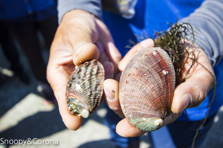 【新北市景點】貢寮景點|九孔養殖體驗|嘉邑海鮮小館~餵食九孔體驗、品嚐炙燒九孔,澳底大啖現流海鮮