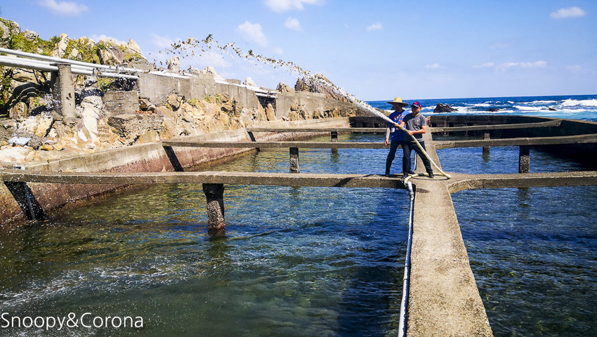 【新北市景點】貢寮景點|九孔養殖體驗|嘉邑海鮮小館~餵食九孔體驗、品嚐炙燒九孔,澳底大啖現流海鮮