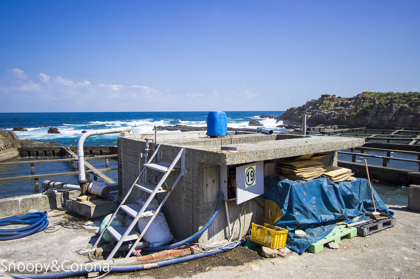 【新北市景點】貢寮景點|九孔養殖體驗|嘉邑海鮮小館~餵食九孔體驗、品嚐炙燒九孔,澳底大啖現流海鮮