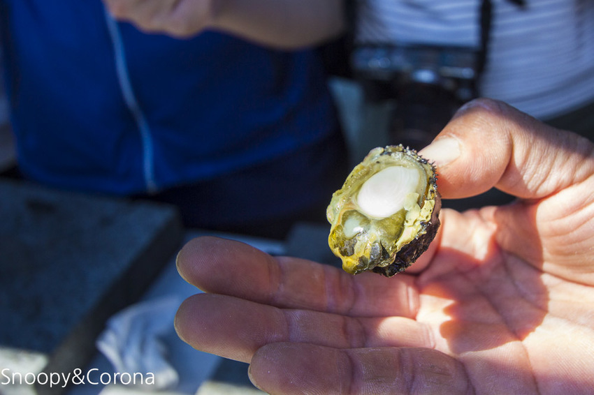 【新北市景點】貢寮景點|九孔養殖體驗|嘉邑海鮮小館~餵食九孔體驗、品嚐炙燒九孔,澳底大啖現流海鮮