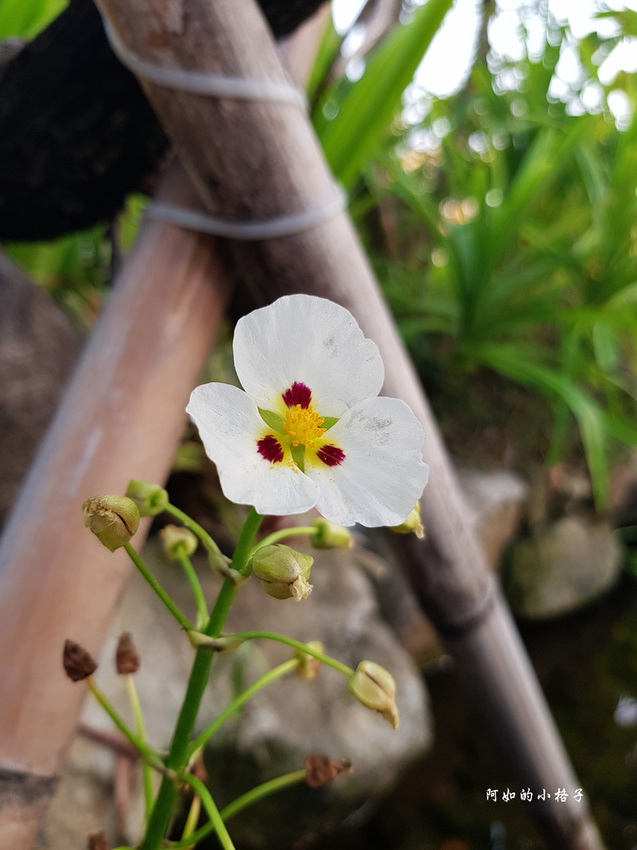 小本愛玉 (12).jpg