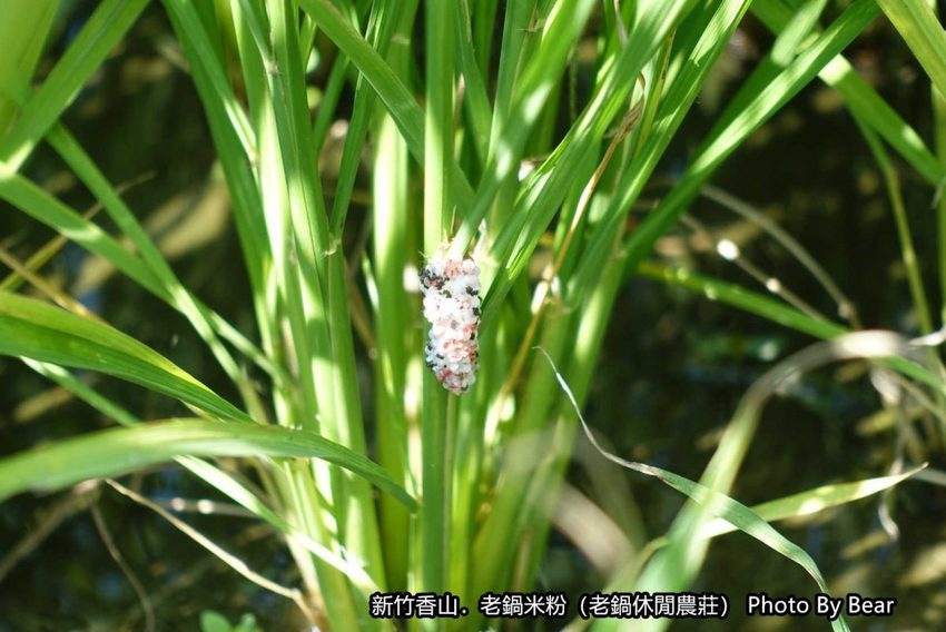 【新竹香山】「老鍋休閒農莊（百年老店/米粉DIY/親子共學手作體驗/田間生態觀察/沙坑.溜滑梯/十七公里海岸線末端）」