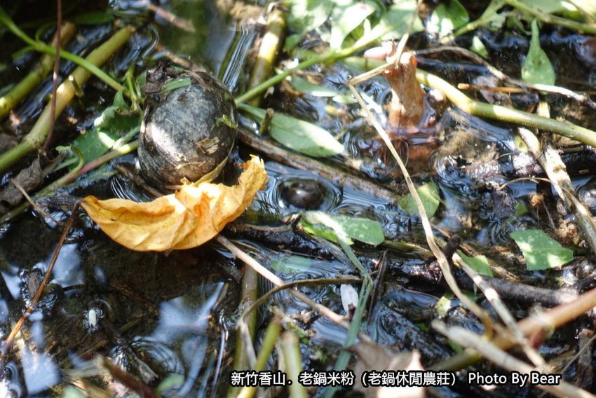 【新竹香山】「老鍋休閒農莊（百年老店/米粉DIY/親子共學手作體驗/田間生態觀察/沙坑.溜滑梯/十七公里海岸線末端）」