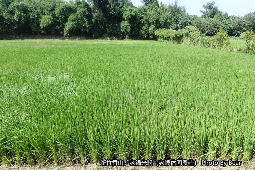 【新竹香山】「老鍋休閒農莊（百年老店/米粉DIY/親子共學手作體驗/田間生態觀察/沙坑.溜滑梯/十七公里海岸線末端）」
