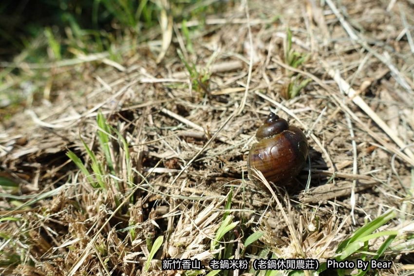 【新竹香山】「老鍋休閒農莊（百年老店/米粉DIY/親子共學手作體驗/田間生態觀察/沙坑.溜滑梯/十七公里海岸線末端）」