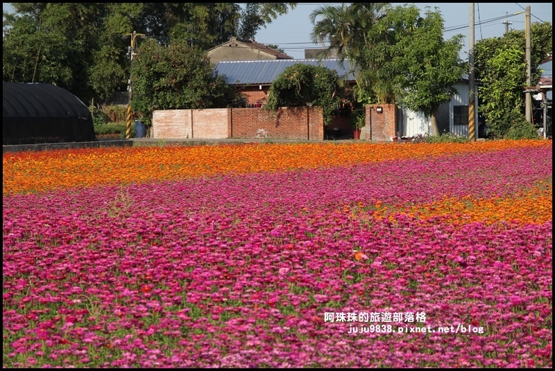 大溪花海40.JPG