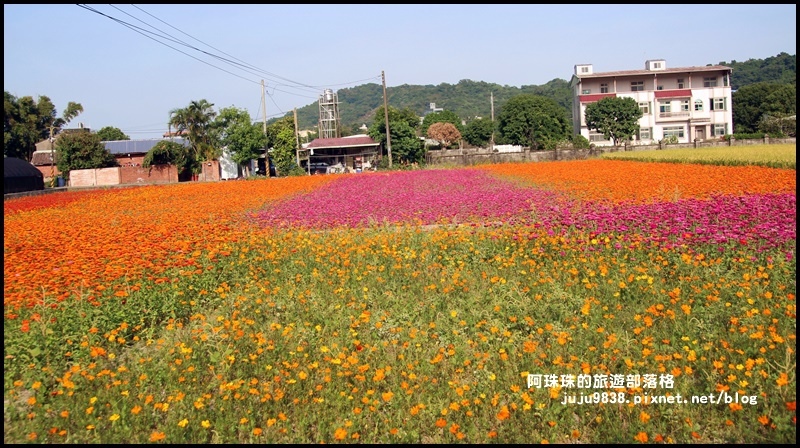 大溪花海29.JPG