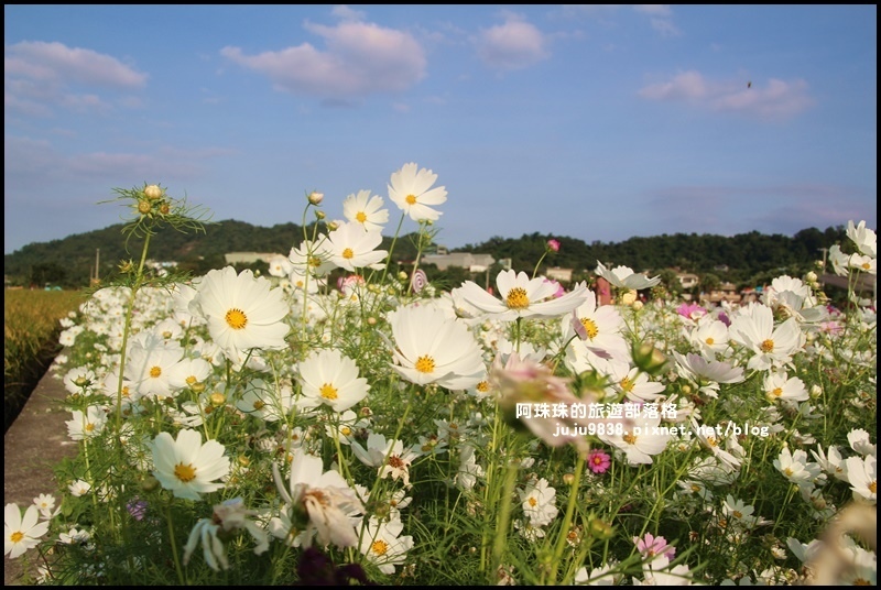大溪花海53.JPG