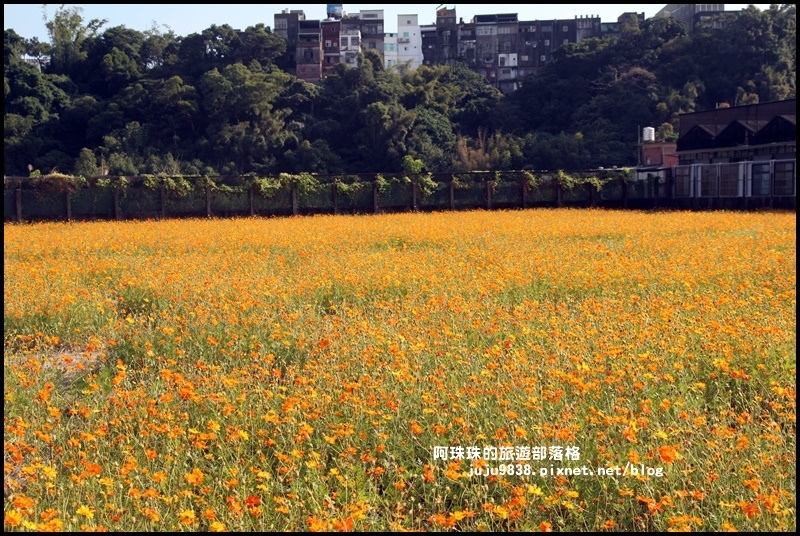 大溪花海24.JPG