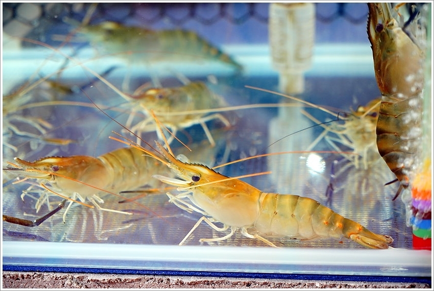 【台南善化】及水火鍋．嚴選在地食材入鍋，一等涼冬瓜檸檬、關廟麵、有機米飯吃到飽!