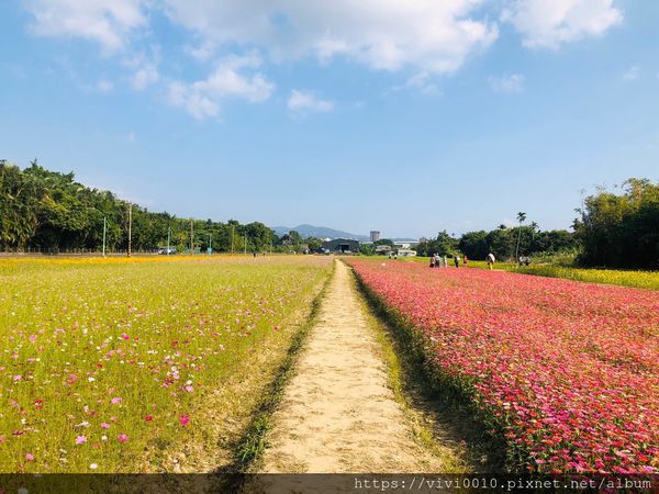 關渡花海_191114_0066.jpg