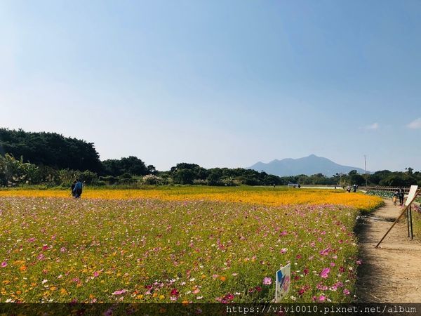關渡花海_191114_0031.jpg
