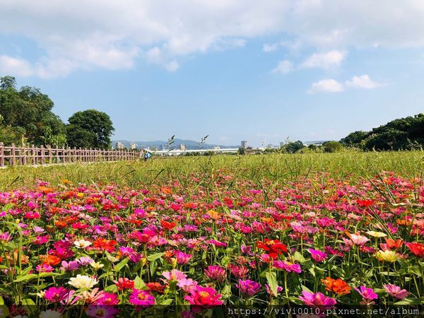 關渡花海_191114_0050.jpg