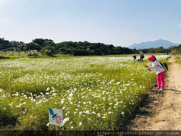 關渡花海_191114_0039.jpg
