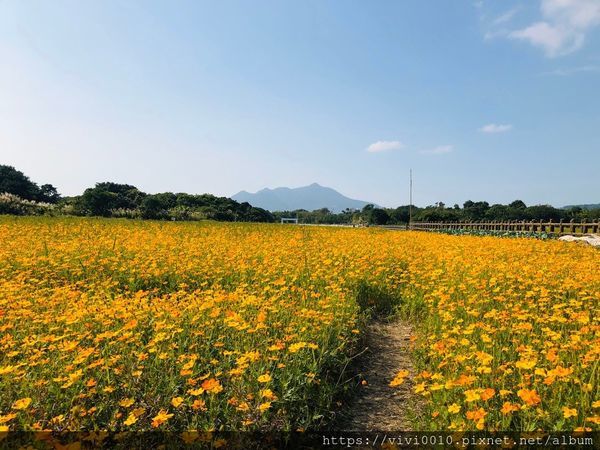關渡花海_191114_0037.jpg