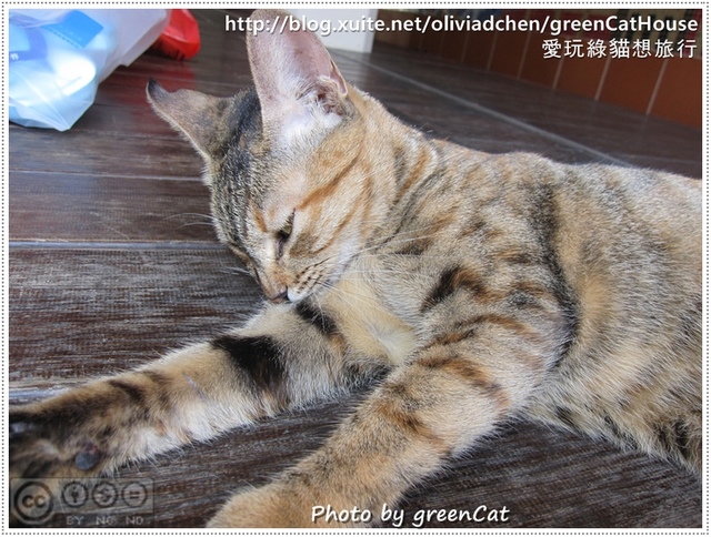 【鹿港】綠色貓地圖-我在老街，轉角遇見貓