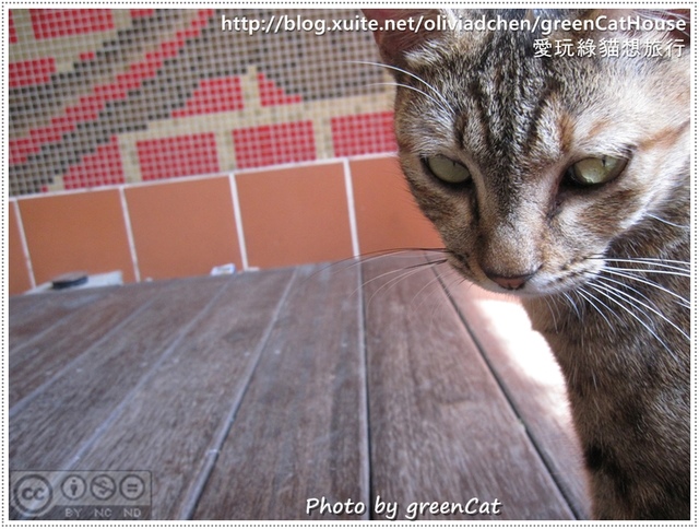 【鹿港】綠色貓地圖-我在老街，轉角遇見貓
