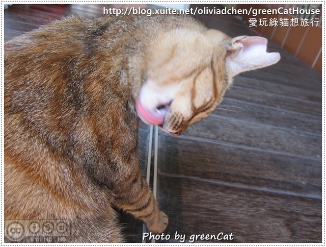 【鹿港】綠色貓地圖-我在老街，轉角遇見貓