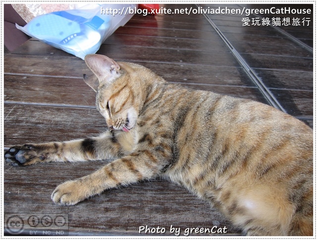 【鹿港】綠色貓地圖-我在老街，轉角遇見貓