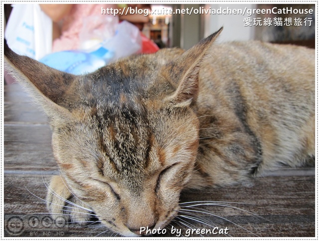 【鹿港】綠色貓地圖-我在老街，轉角遇見貓