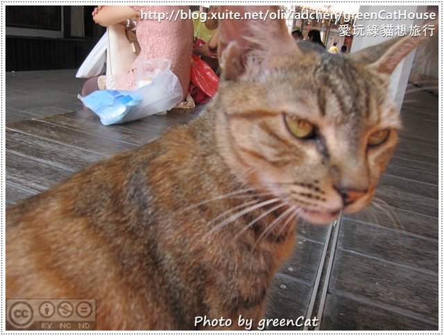 【鹿港】綠色貓地圖-我在老街，轉角遇見貓