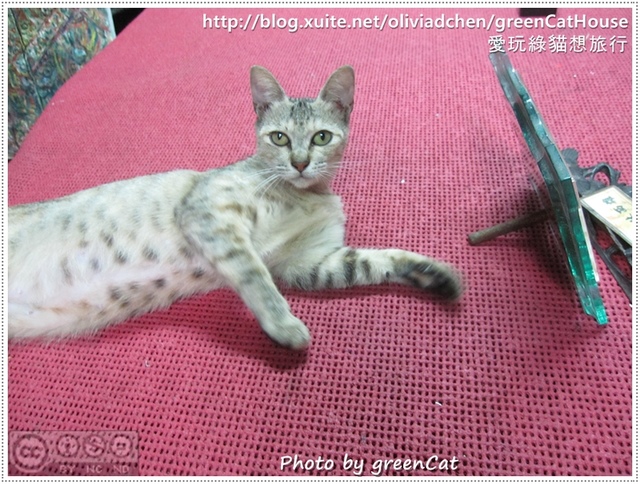 【鹿港】綠色貓地圖-我在老街，轉角遇見貓