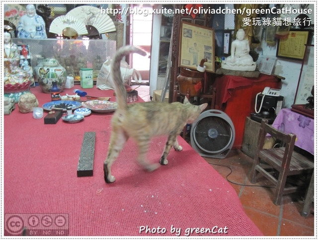 【鹿港】綠色貓地圖-我在老街，轉角遇見貓