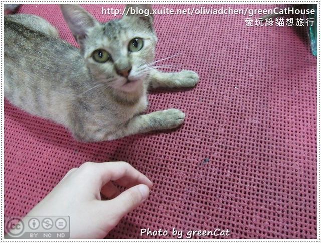 【鹿港】綠色貓地圖-我在老街，轉角遇見貓