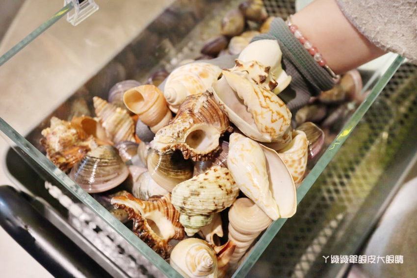 新竹巨城附近平價火鍋推薦鍋工館！單人鍋最便宜只要280元！湯頭免費試喝、貝殼一把抓