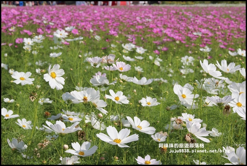 中壢花海3.JPG
