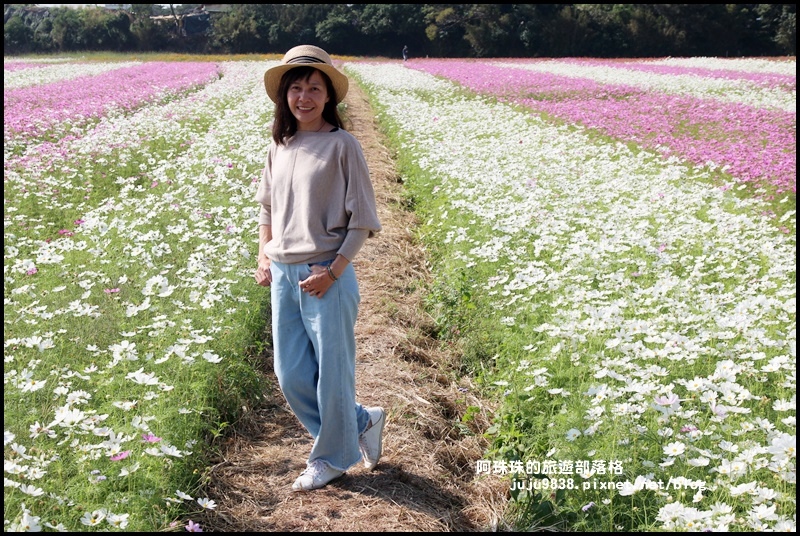 中壢花海9.JPG