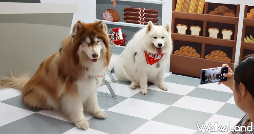 帶狗狗出國打卡 狗狗限定 華山機場狗狗主場 特展7大打卡點搶先拍 飛機機艙 歐洲花園 夢幻球池通通要打卡ig Taipeiwalker Japanwalker Walkerland