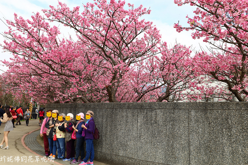 旅遊窩客 珍妮佛的花草呢喃 推薦「陽明山平菁街42巷櫻花」