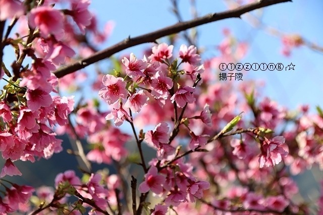 旅遊窩客 揚子陵 曾在「三峽大熊櫻花林」