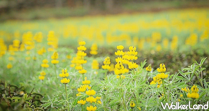 桃園龍潭「2020戀戀魯冰花」 / WalkerLand窩客島整理提供 未經許可不可轉載