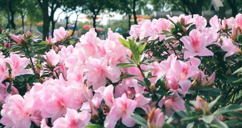 窩畫家專欄 不必走出天龍國 台北市區3大花季現在衝最剛好 別再等到花兒都謝了 拍出人比花嬌就靠這一波 Taipeiwalker Japanwalker Walkerland