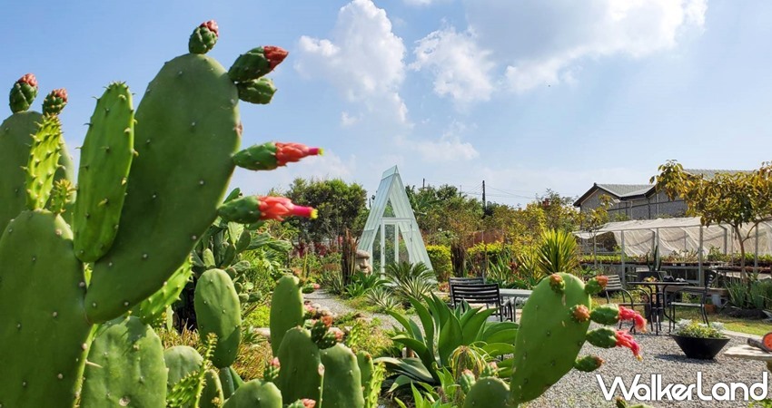 肉肉栽培研究所。多肉植物生態園區 / WalkerLand窩客島整理提供 未經許可，不得轉載