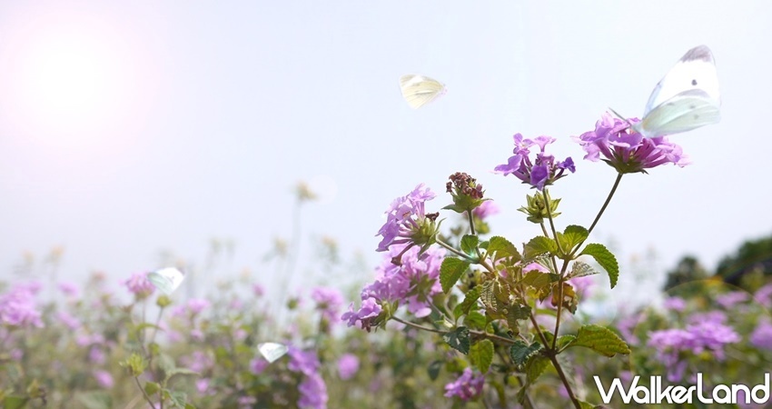 板橋蝴蝶公園「2020新北河濱蝶戀季」/ WalkerLand窩客島整理提供 未經許可不可轉載 板橋蝴蝶公園「2020新北河濱蝶戀季」/ WalkerLand窩客島整理提供 未經許可不可轉載