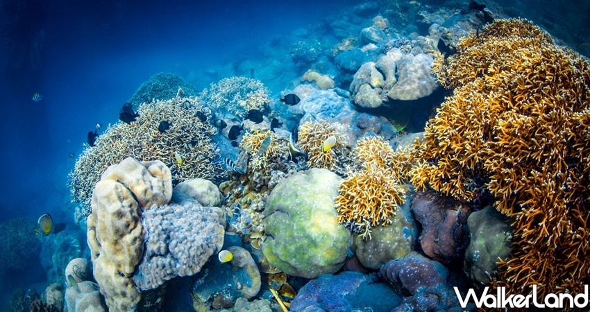 花蓮景點秘境「和中海灘、台泥DAKA」 / WalkerLand窩客島整理提供 未經許可不可轉載