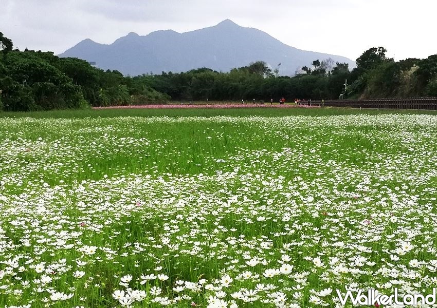 「關渡秘境花海」 / WalkerLand窩客島整理提供 未經許可不可轉載 「關渡秘境花海」 / WalkerLand窩客島整理提供 未經許可不可轉載