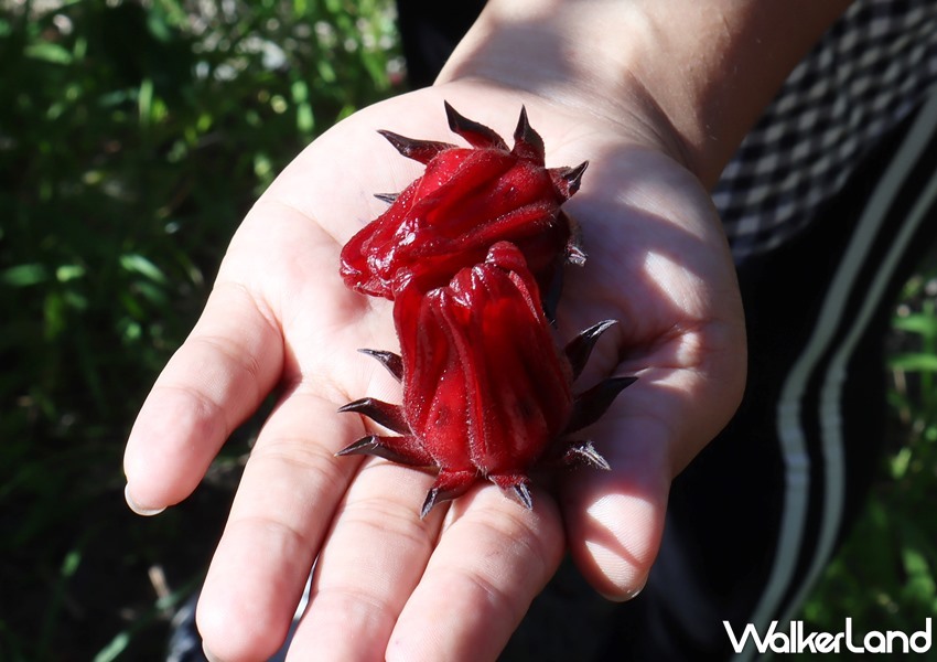 鐵路便當節 / WalkerLand窩客島提供 未經許可，不得轉載