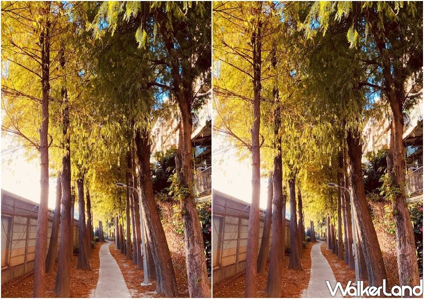 北投復興崗落羽松 / WalkerLand窩客島整理提供 未經許可不可轉載