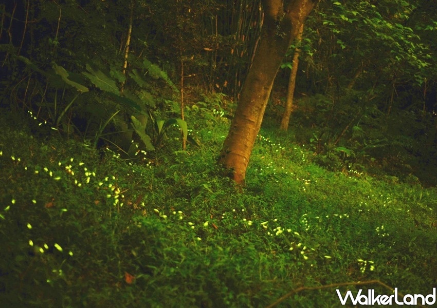 台北捷運賞螢「虎山自然步道、大安森林公園、榮星花園及木柵公園」 / WalkerLand窩客島整理提供 未經許可不可轉載