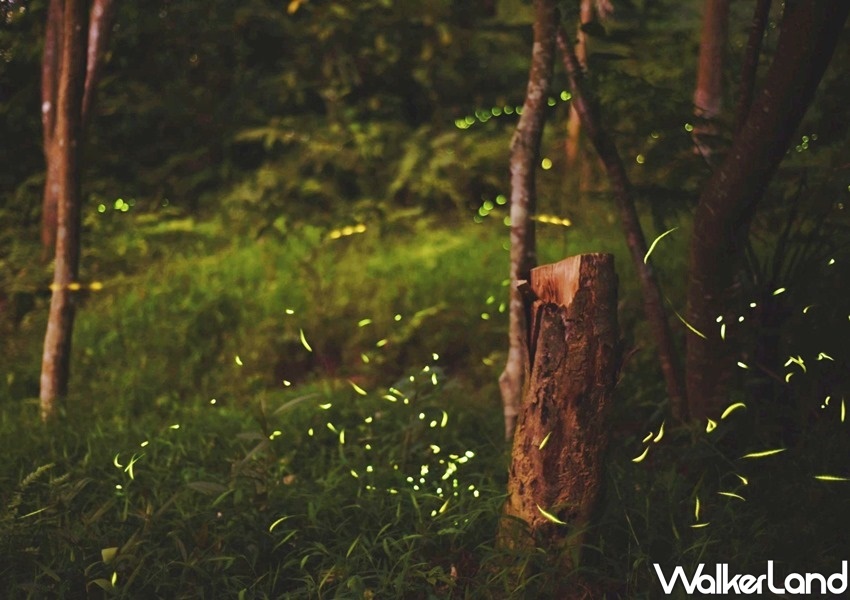 台北捷運賞螢「虎山自然步道、大安森林公園、榮星花園及木柵公園」 / WalkerLand窩客島整理提供 未經許可不可轉載